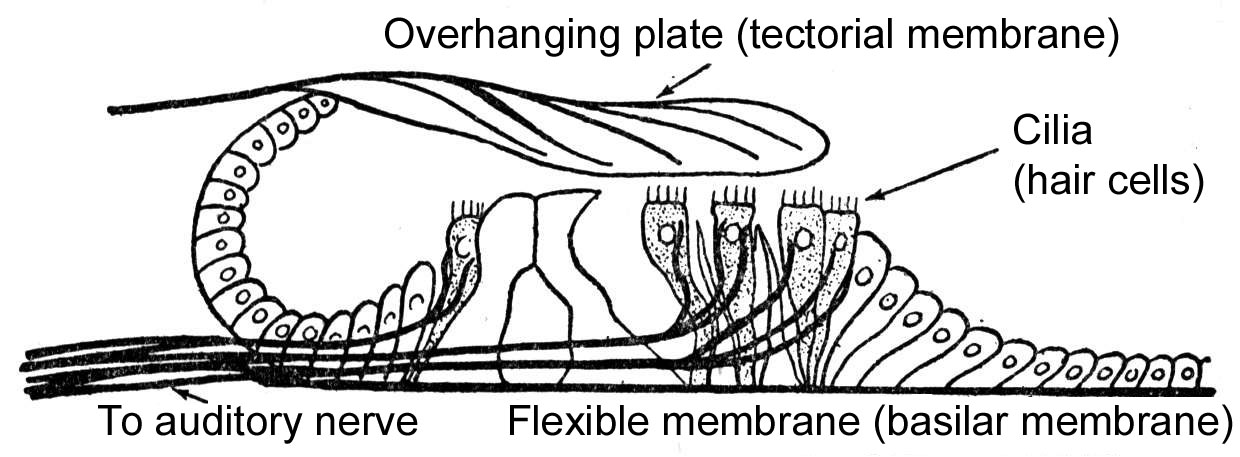 cross-section of cochlea