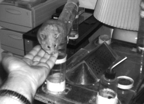 Hamster climbs out of cage onto hand